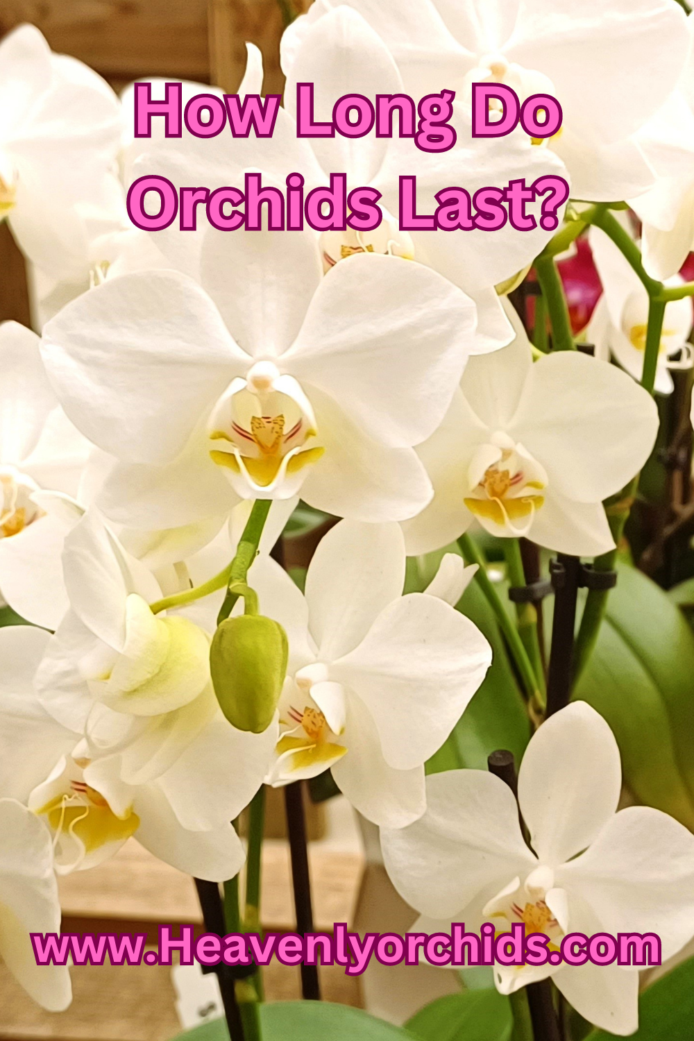 How Long Do Orchids Last