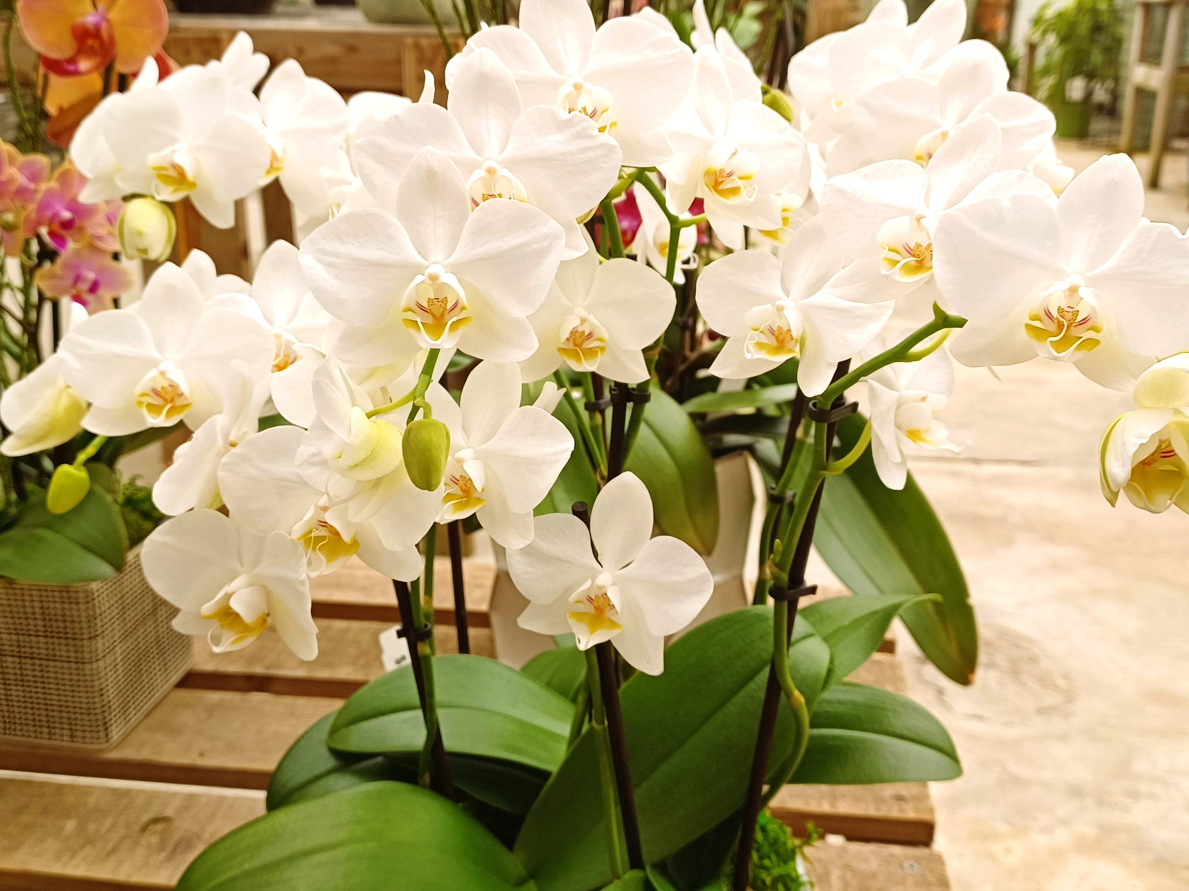 How to make orchids bloom