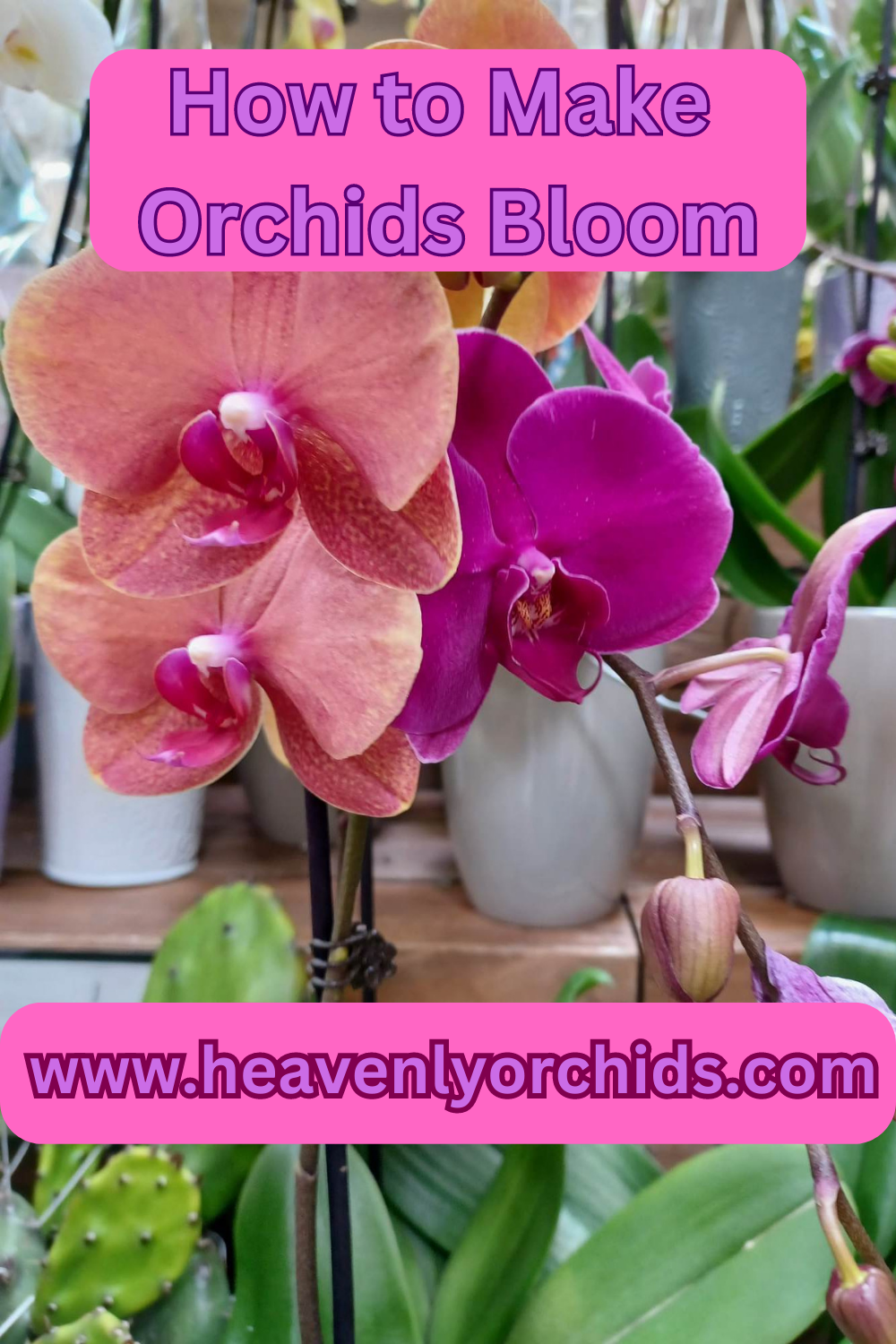 How to make orchids bloom