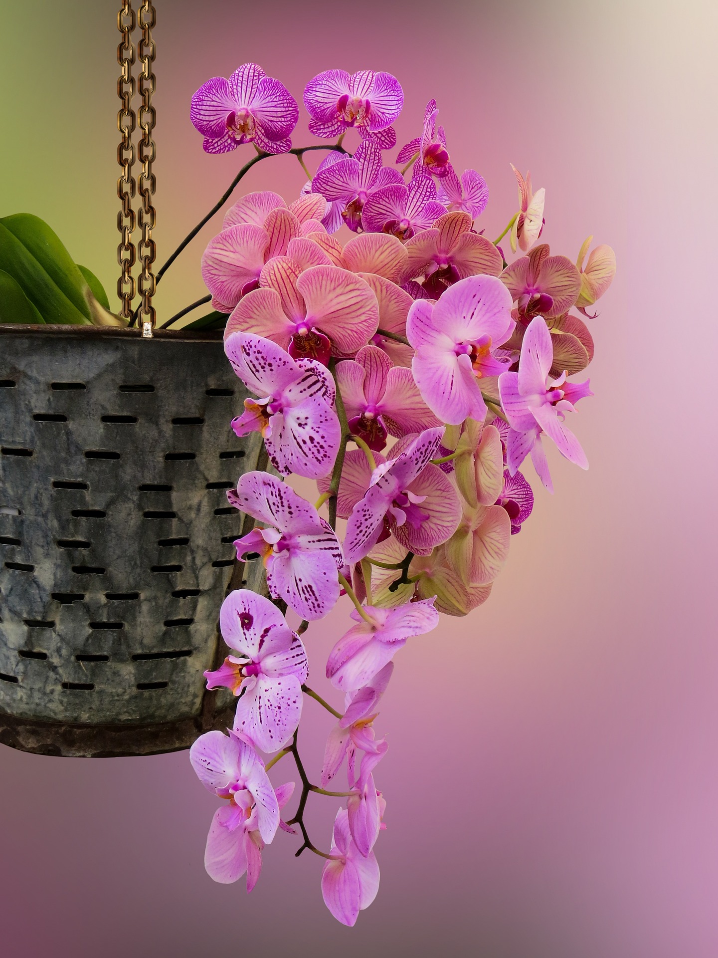 TIP: Stabilizing top heavy orchids while complementing their beautiful  blooms! - Orchid Board - Most Complete Orchid Forum on the web !