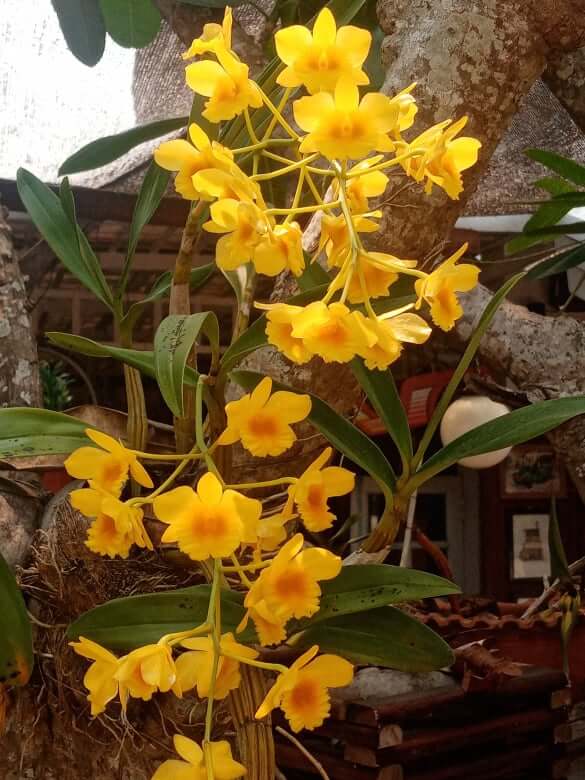 Orchid Disease: Prevention, Symptoms, and Treatment Guide