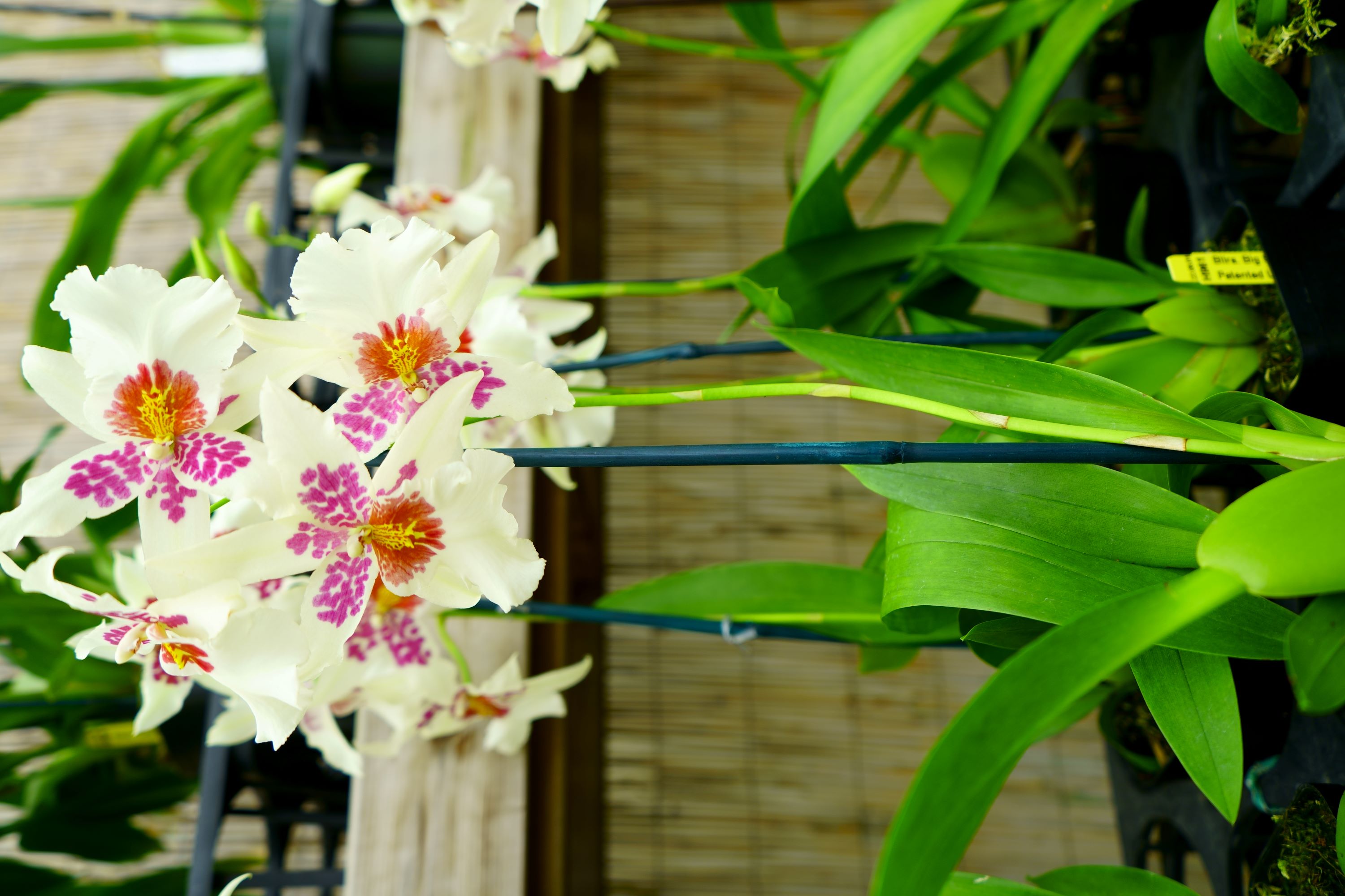 Best natural fertilizer for orchids