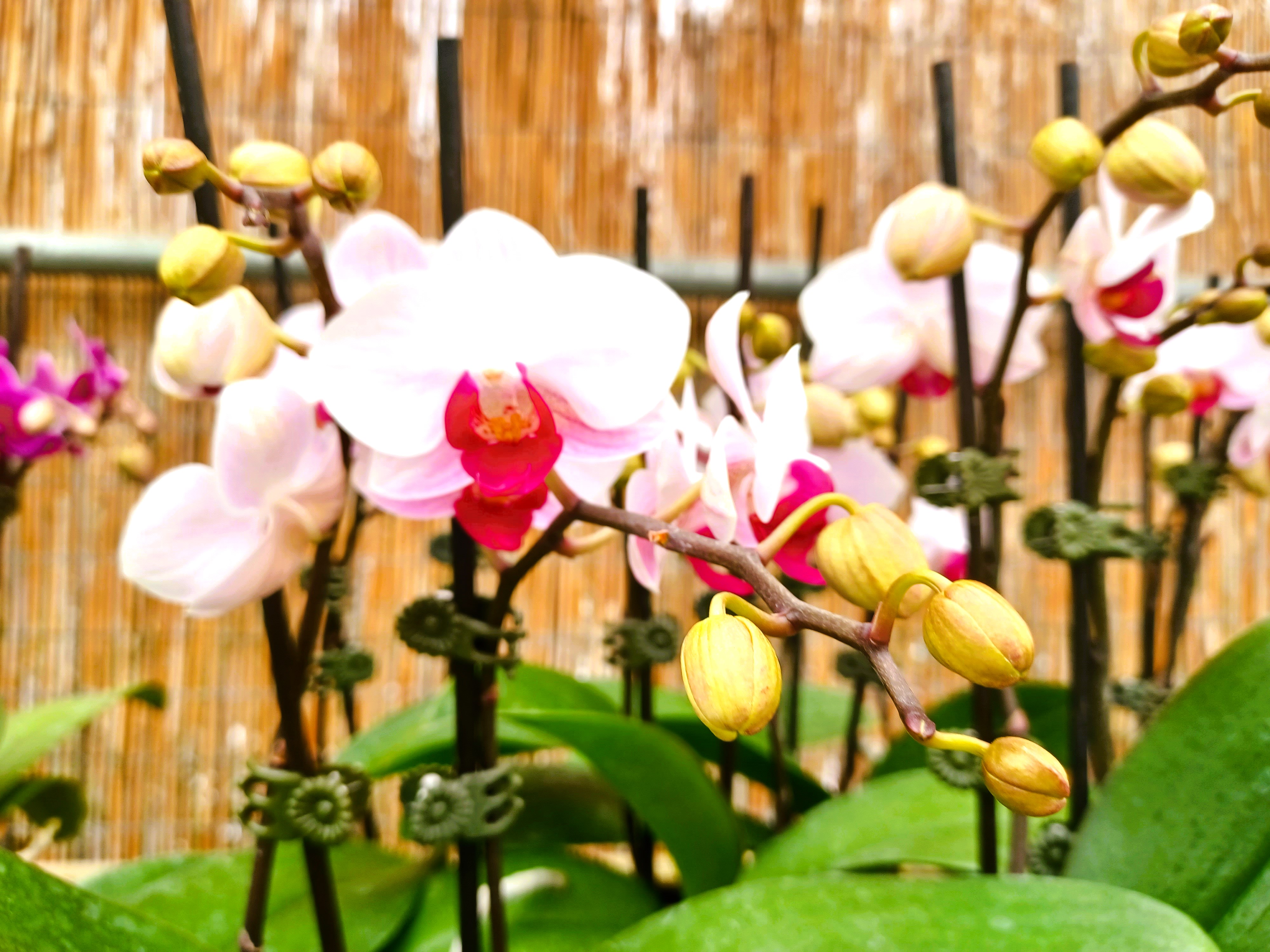 How to Encourage Orchids to Rebloom